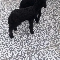 بره‌شیری‌سالم