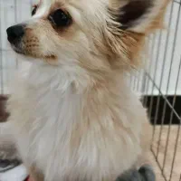 پامر روباهی