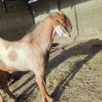 کهر نر چاق|حیوانات مزرعه|میناب, |دیوار