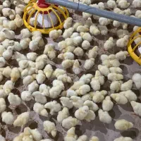 کارگر برای مرغداری