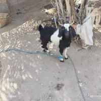 بز نر|حیوانات مزرعه|قلعه گنج, |دیوار