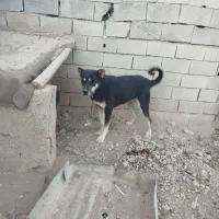 سگ سرابی|سگ|کبودرآهنگ, |دیوار