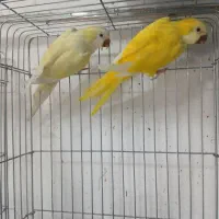 راهب مولد|پرنده|تهران, شهرک آتی شهر|دیوار