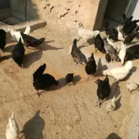 تخم مرغ محلی نطفه دار،نژاد ریشی|حیوانات مزرعه|خورموج, |دیوار