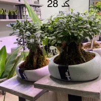 فروش بنسای وگیاه هدیه و کادویی