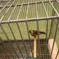 ماده‌سهره داغ سر نشون دار جفتی با سهره|پرنده|شهریار, شهریار|دیوار