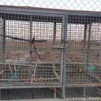 دو عدد قفس پرنده و... اهنی سالم و تمیز.|لوازم جانبی حیوانات|تهران, زرکش|دیوار