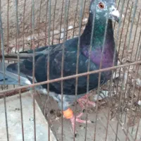 سوسکی چیل جوانه نر