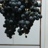 انگوررشه کردستان