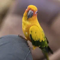 طوطی خورشیدی|پرنده|ارومیه, |دیوار