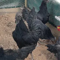 تخم نطفه دار و جوجه مرغ ایام سمانی