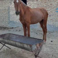 اسب وتجهیزات اسب سواری