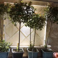 ویلایی ۱۶۰ متری بسیار زیبا|فروش خانه و ویلا|نسیمشهر, |دیوار