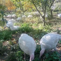 بوقلمون|حیوانات مزرعه|مشگین شهر, |دیوار