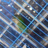 طوطی برزیلی گرینچیک عروس هلندی معاوضه با جفت راهب|پرنده|کرمان, |دیوار