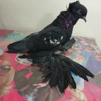 کفتر کاکلی پرپا (زینتی)|پرنده|تهران, جیحون|دیوار