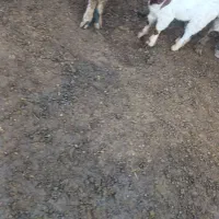 ۲عدد بز جوان زایده شیره دار با بزقاله های نر