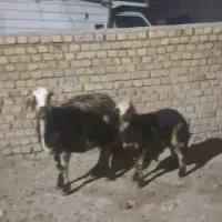 بی،گوسفند،میش بره
