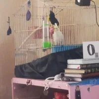 عروس هلندی لوتینو.چشم قرمز..تآزه دآره حرف میزنه