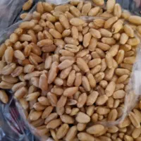 گندم سیروان