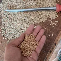 بذر گندم.  آبی و دیم.