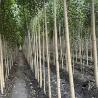 سرمایه‌گذاری کم، سود بزرگ، با خرید نهال صنوبر