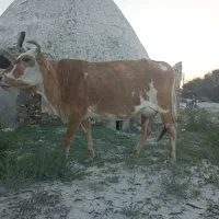 گاو دو رگ سمینتال با گوساله ماده