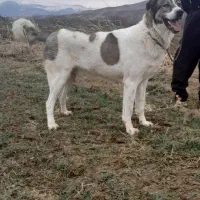 پژدر سگ گمشده