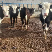 گوساله نر سیمینتال|حیوانات مزرعه|قزوین, |دیوار