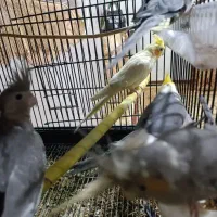 چهار جفت عروس هلندی جوون و بالغ و نطفه دار|پرنده|قشم, |دیوار