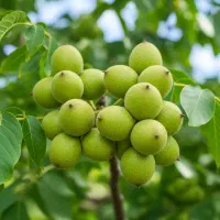 فروش نهال گردو ژنوتیپ با رشد انفجاری و عملکرد عالی