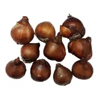پیاز گل نرگس عمده