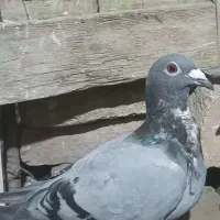 کبوتر
