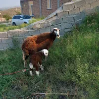 گوسفند بره دار