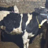 گوساله نر سیمینتال و هلندی