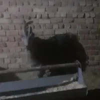 چبش ترکی|حیوانات مزرعه|مرودشت, ده بید|دیوار