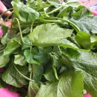 چوچاق (یا همان بلوچ)|خوردنی و آشامیدنی|طاهرگوراب, |دیوار