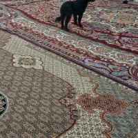 پامر روباهی نر