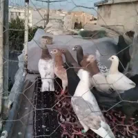 16عدد کبوتر پرنده