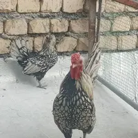 مرغ و خروس|پرنده|نجف‌آباد, صالح آباد|دیوار