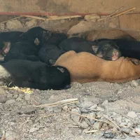 توله ژرمن کلاسیک|سگ|رباط‌کریم, پرندک|دیوار