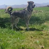 واگذاری پژدر