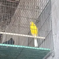 قناری ماده بلند