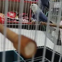 طوطی بریزیلی به شرط مولد|پرنده|امیدیه, |دیوار