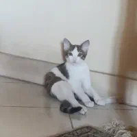 ۲ عدد بچه گربه ۴ ماهه DSH فروشی