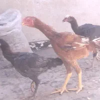 جوجه مرغ خروس لاری ۵ ماه