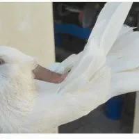 سفید چشم سفید