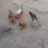 مرغ تخم گذار