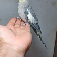 عروس هلندی نر سخنگو|پرنده|رانکوه, |دیوار