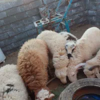 فروش بره پرواری|حیوانات مزرعه|رفسنجان, |دیوار